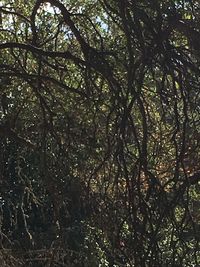 Low angle view of trees in forest