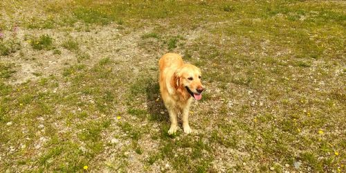 High angle view of golden retriever on grassy field