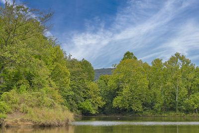 Scenic view of lake in forest against sky