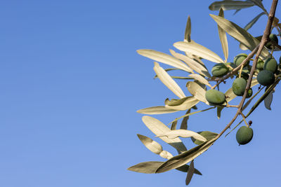 Low angle view of fruits against blue sky