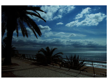 Palm trees on beach against sky