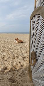 View of an animal on beach