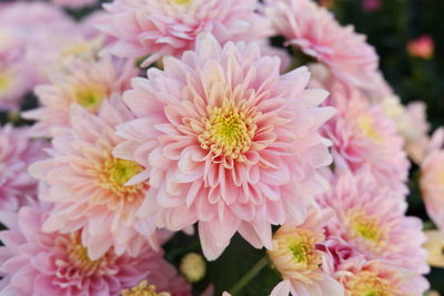 Close-up of pink dahlia