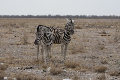 Zebra standing on field against sky