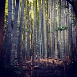 Bamboo trees in forest