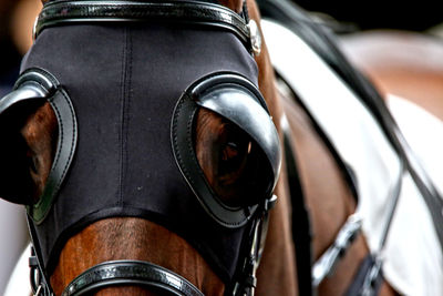 Close-up of horse wearing blinders
