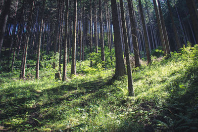 Trees growing in forest, mystic 