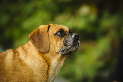 Side view of a dog looking away