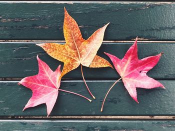 High angle view of maple leaf on wood