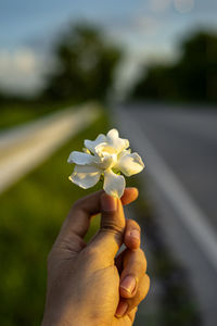 Close-up of hand holding flowering plant