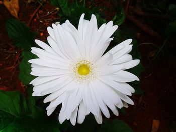 Close-up of white flower blooming outdoors