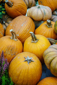 Close-up of pumpkins for sale at market stall