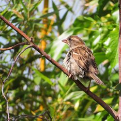 Low angle view of bird perching on branch