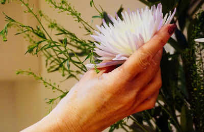 Close-up of hand holding flower