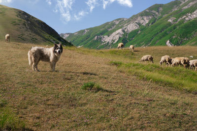 Sheep in a field