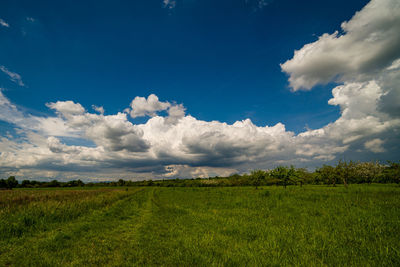 Scenic view of field against sky