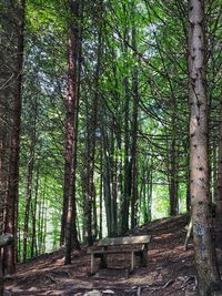 Trees in forest