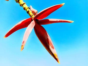 Low angle view of red flower against blue sky