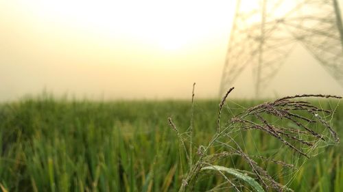 Close-up of grass against sky