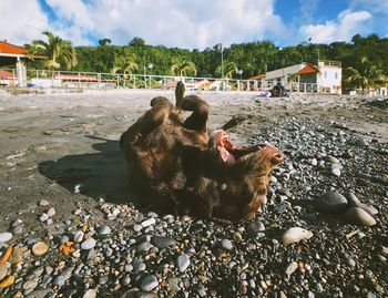 View of a dog on land