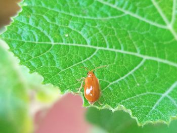 Close-up of insect on leaf