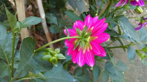 Close-up of pink flowers blooming outdoors