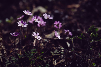 Close-up of purple flowering plants on field