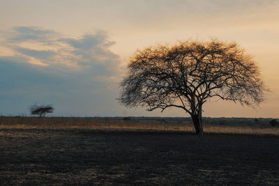 Bare tree on field against sky during sunset