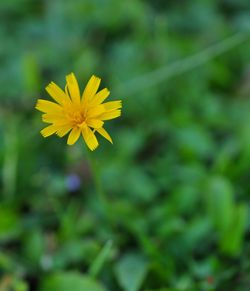 Close-up of yellow cosmos flower blooming outdoors