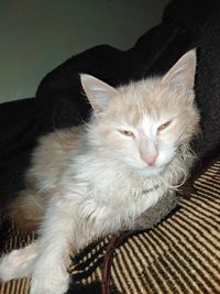 Close-up of cat resting on sofa at home