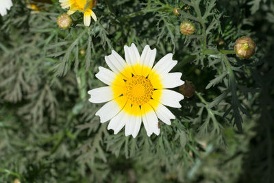 Close-up of yellow daisy flower