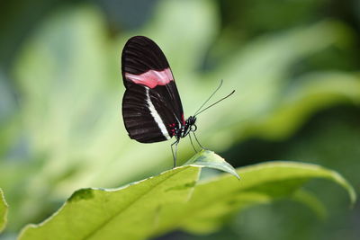 Butterfly perching on leaf