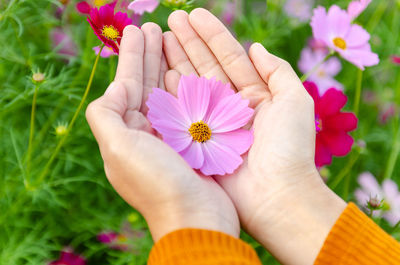 Close-up of cropped hand holding pink flower