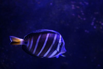 Close-up of fish swimming in sea