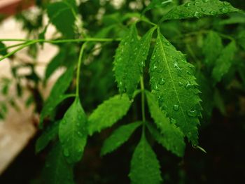 Close-up of raindrops on leaves