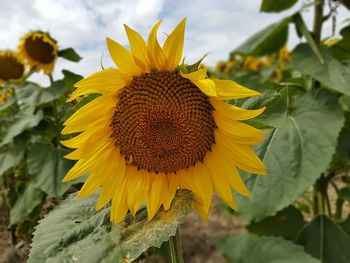 Close-up of sunflower blooming on field against sky