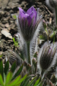 Close-up of purple flowering plant on field