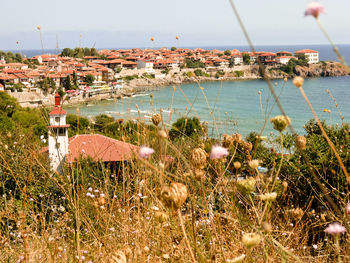 Close-up of plants by sea against sky