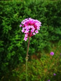 Close-up of purple flowering plant on field