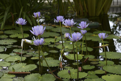 Close-up of purple flowering plants in lake