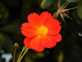 Close-up of orange flower