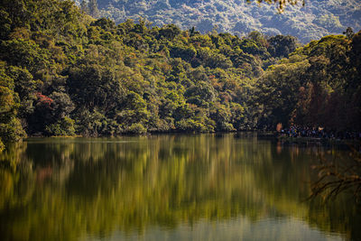 Scenic view of lake by trees
