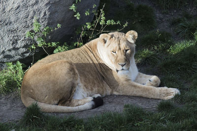 Lion relaxing by plants