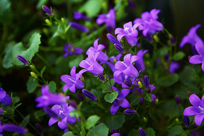 Close-up of purple flowers