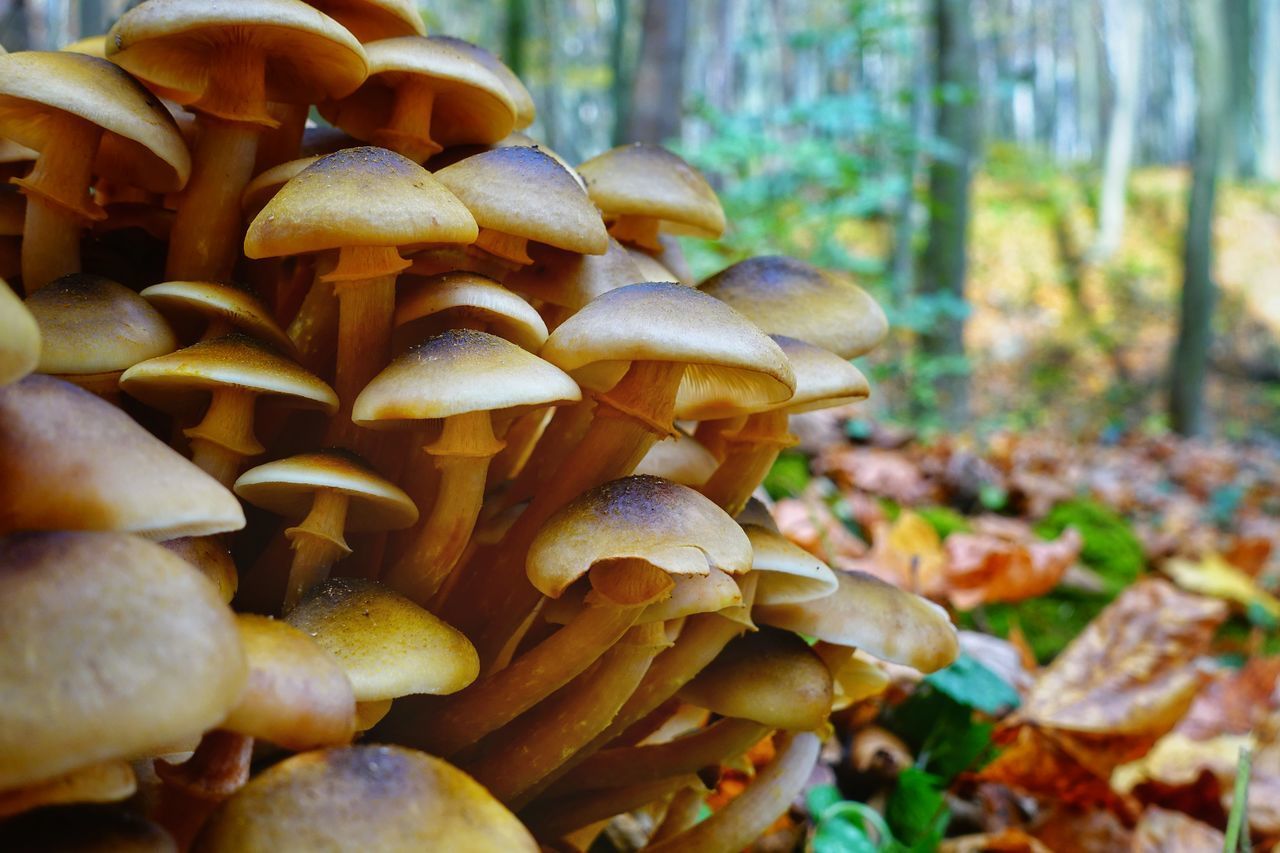 CLOSE-UP OF MUSHROOMS GROWING ON TREE