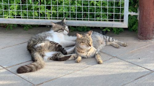 Cats relaxing on footpath