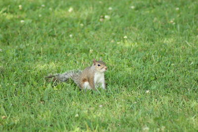 Squirrel on field