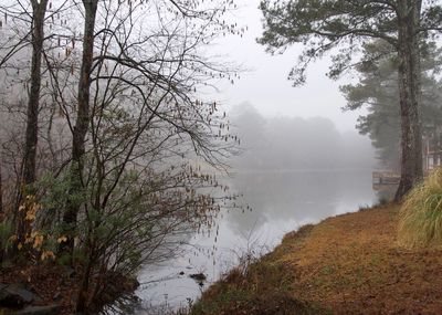 Scenic view of forest against sky