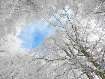 Low angle view of flower tree against sky