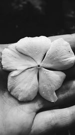 Close-up of flowers